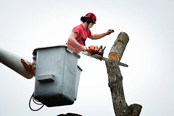 Trenton, GA Tree Services Company