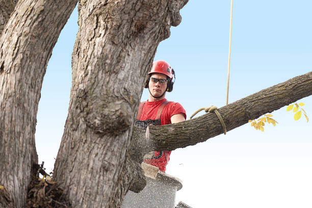 How Our Tree Care Process Works  in  Trenton, GA